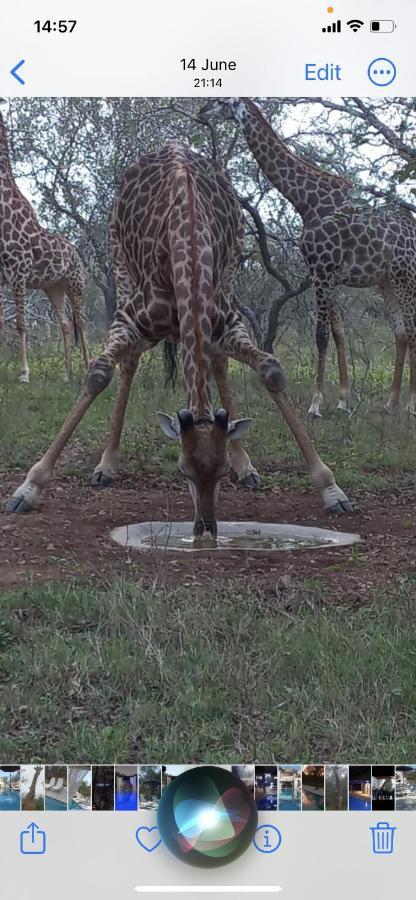 Wild Goose Hotel Marloth Park Buitenkant foto